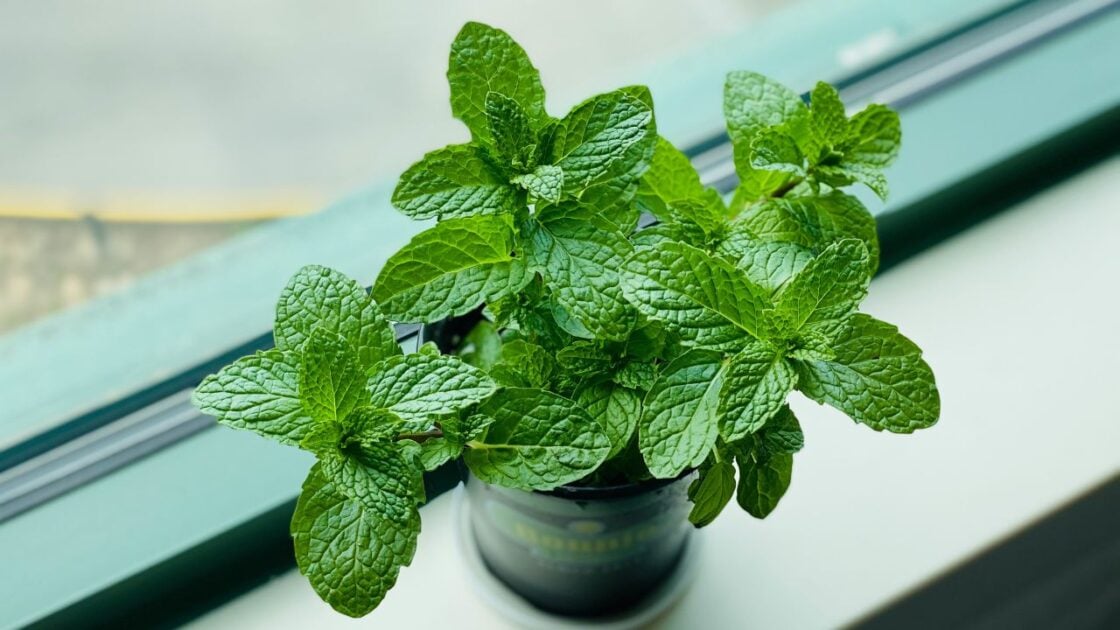 Mint Unsplash