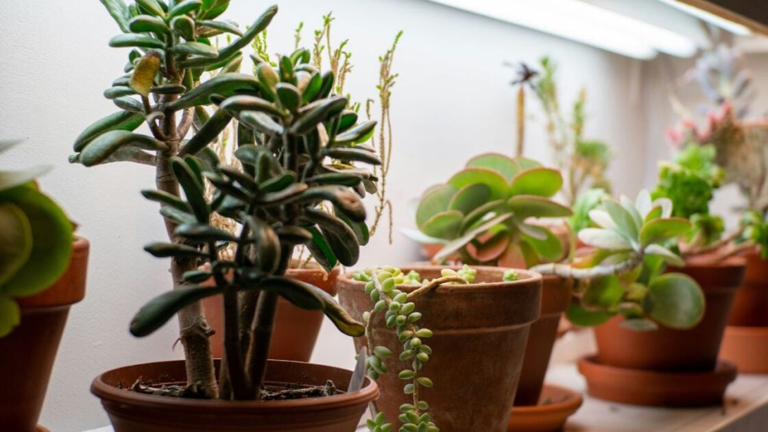 Potted Plants Unsplash