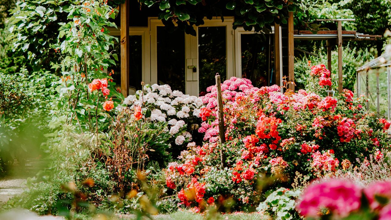 Read More Best Plants for Shade Unsplash