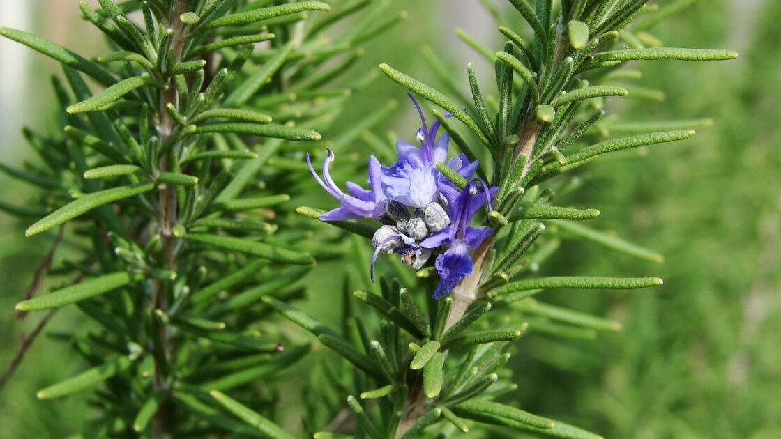 Rosemary Google Commons