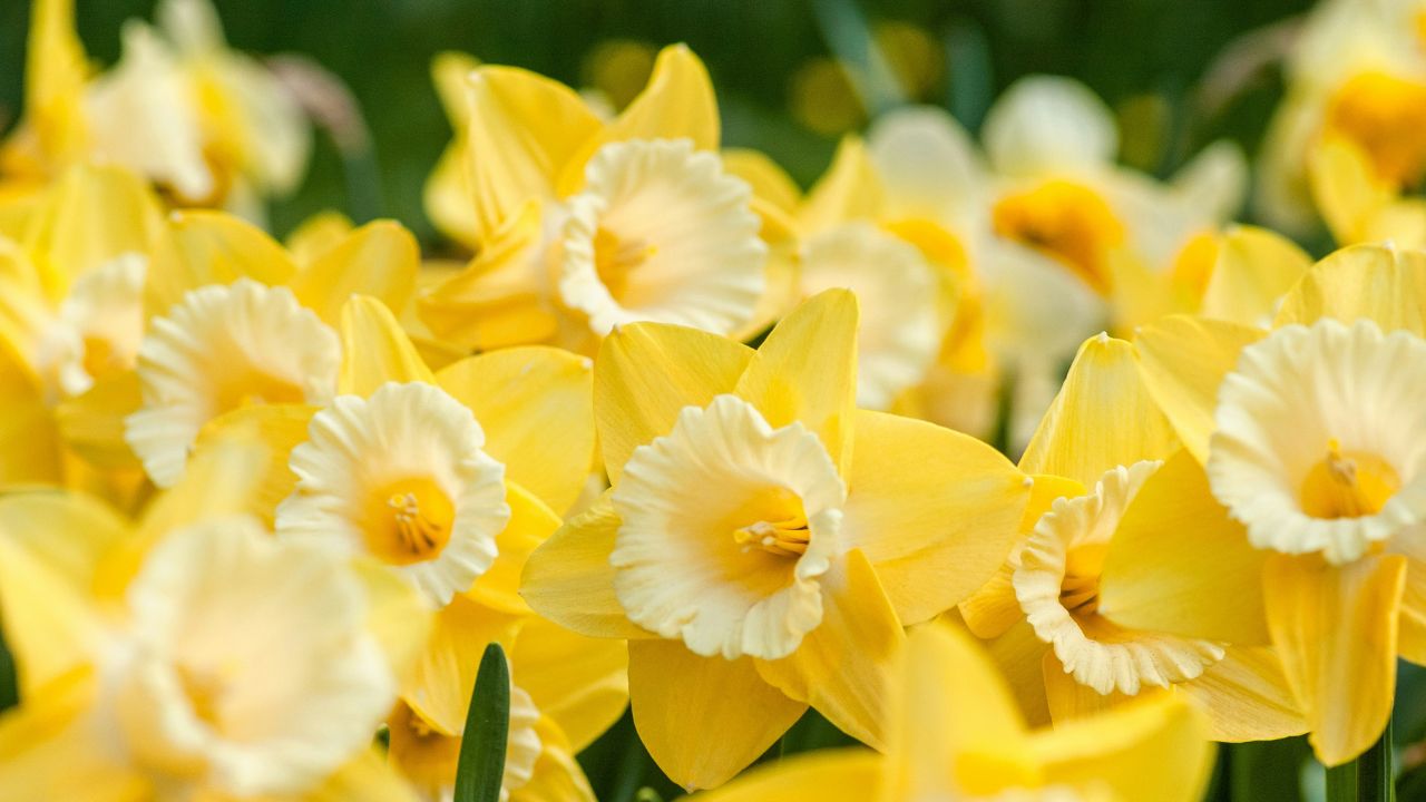 Training Dogs Unsplash