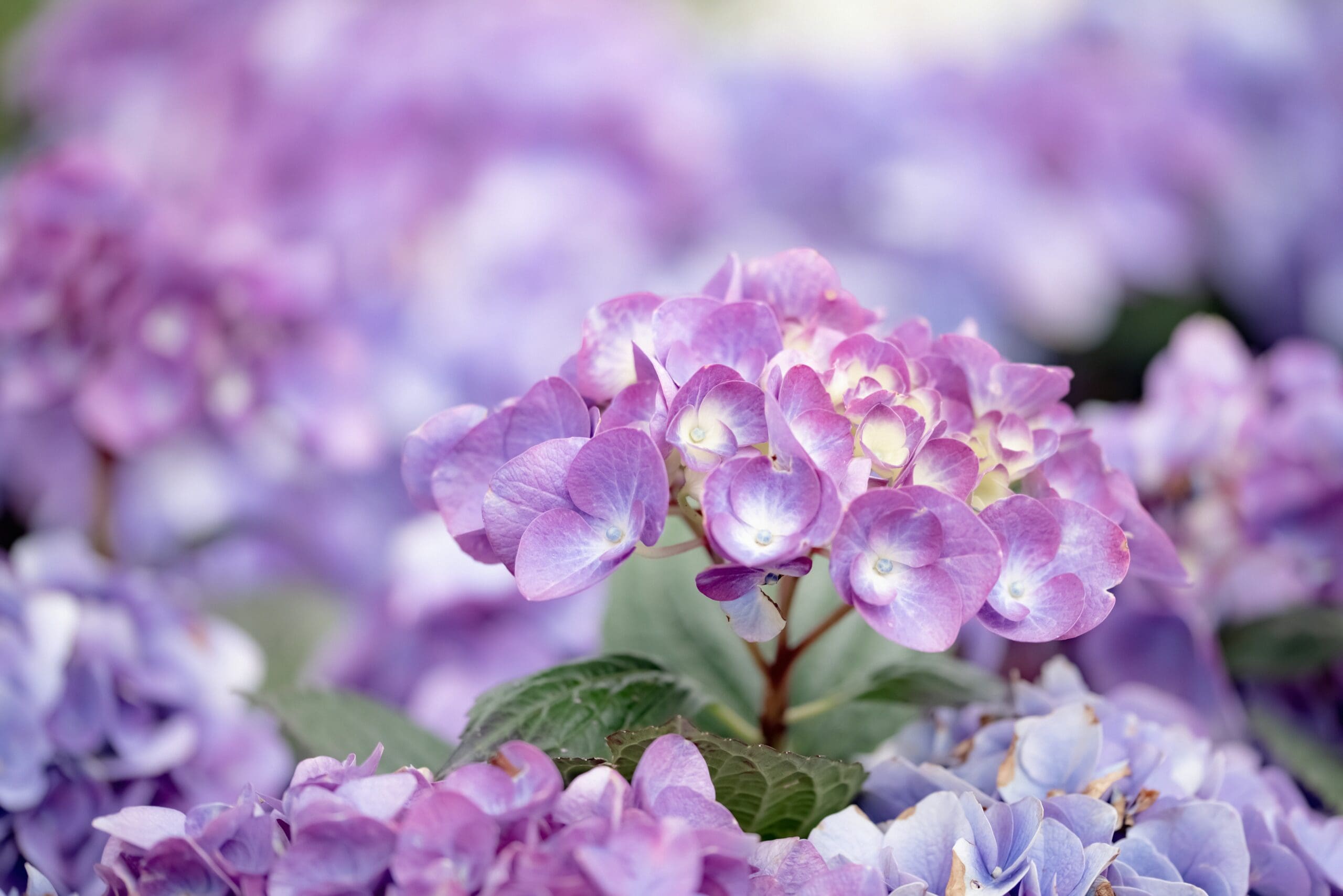 image of pinky purple hydrangeas which are a colorful addition to your shade garden