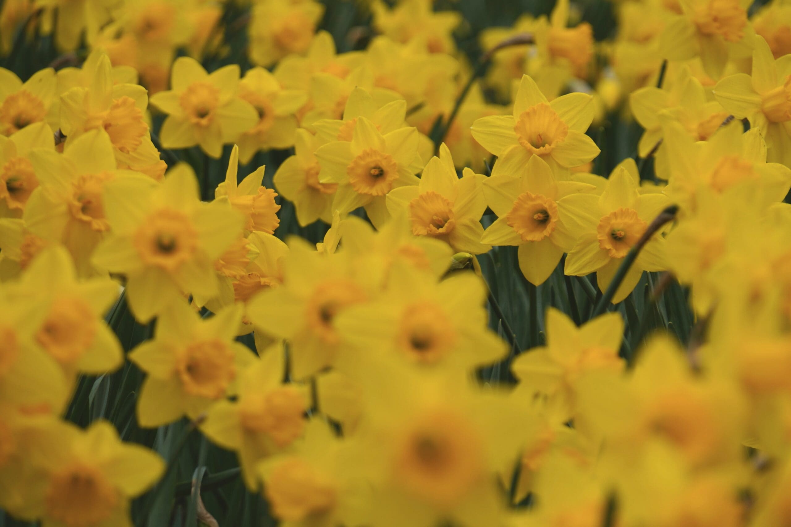Harmful Plants to Dogs Main Unsplash, daffodils