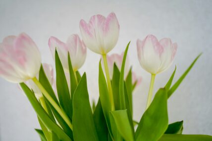 Harmful Plants to Dogs Main Unsplash