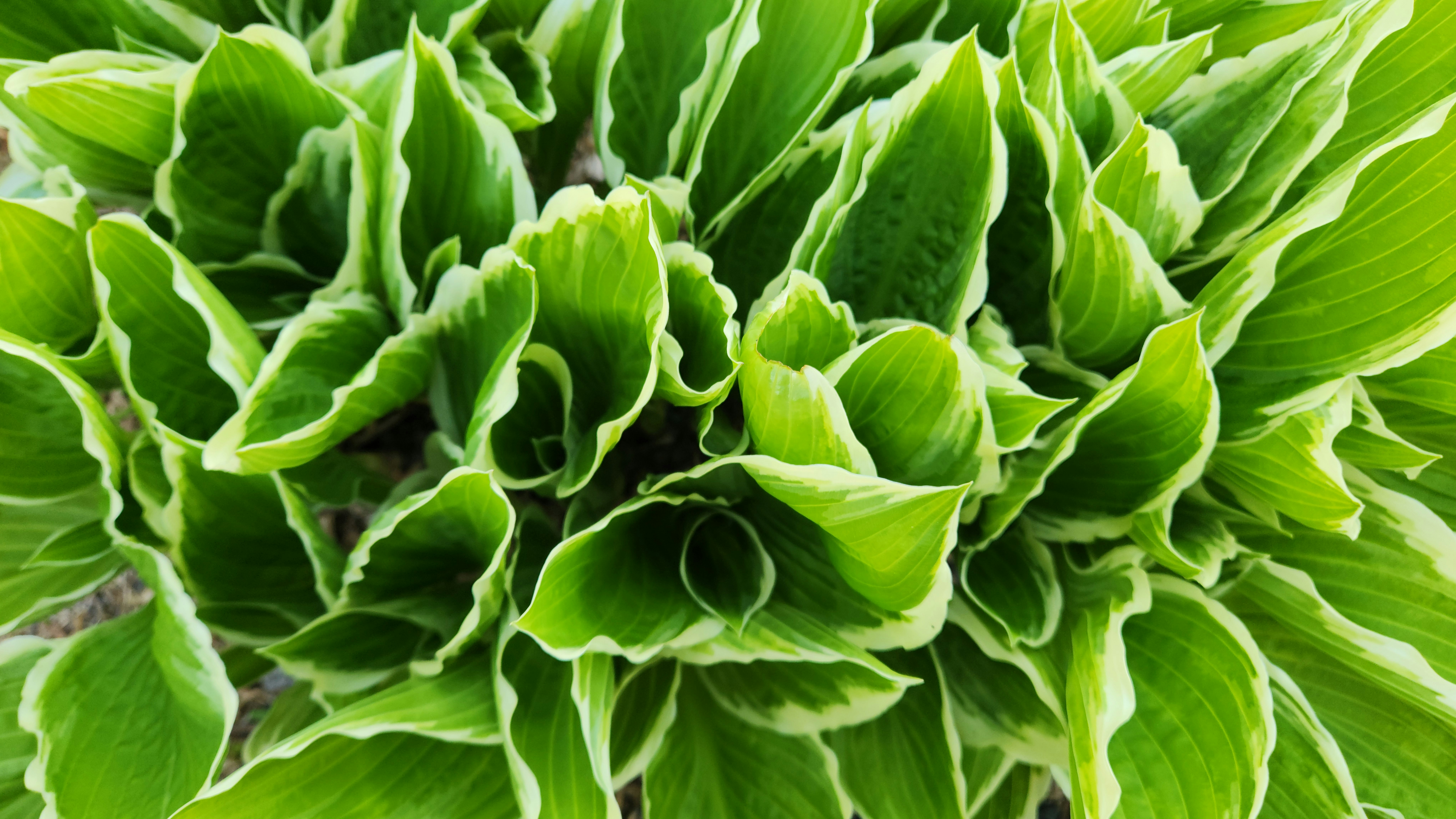 Image of a hosta plant which is ideal for a shade garden