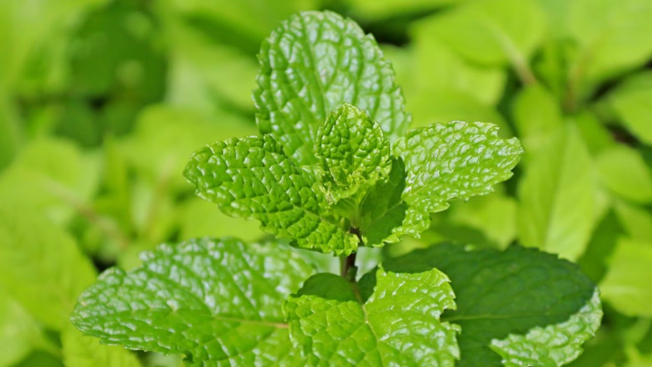 Contain Mint Unsplash