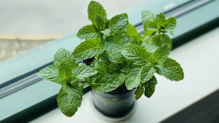 Growing Tips for Chocolate Mint Unsplash