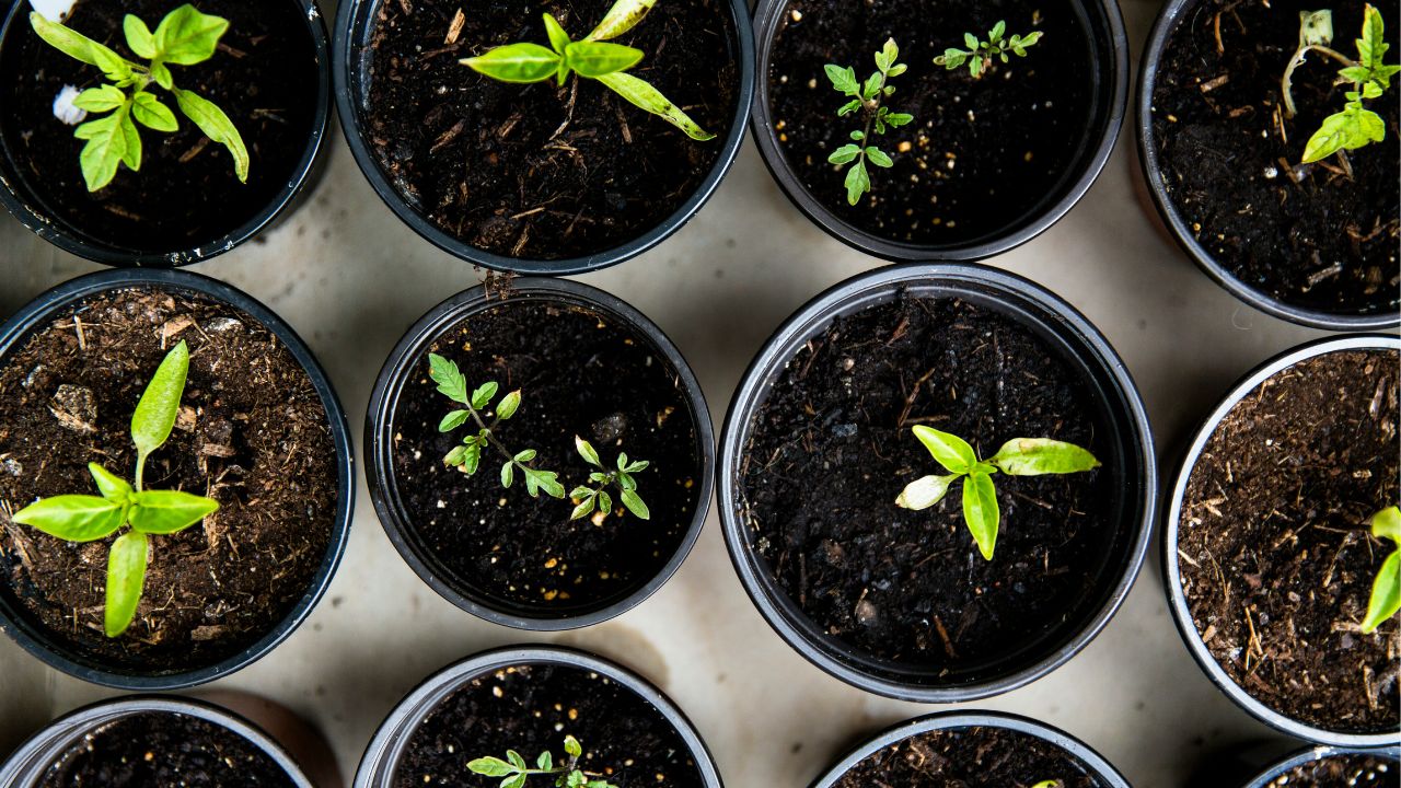 Indoor Grow Kits Unsplash