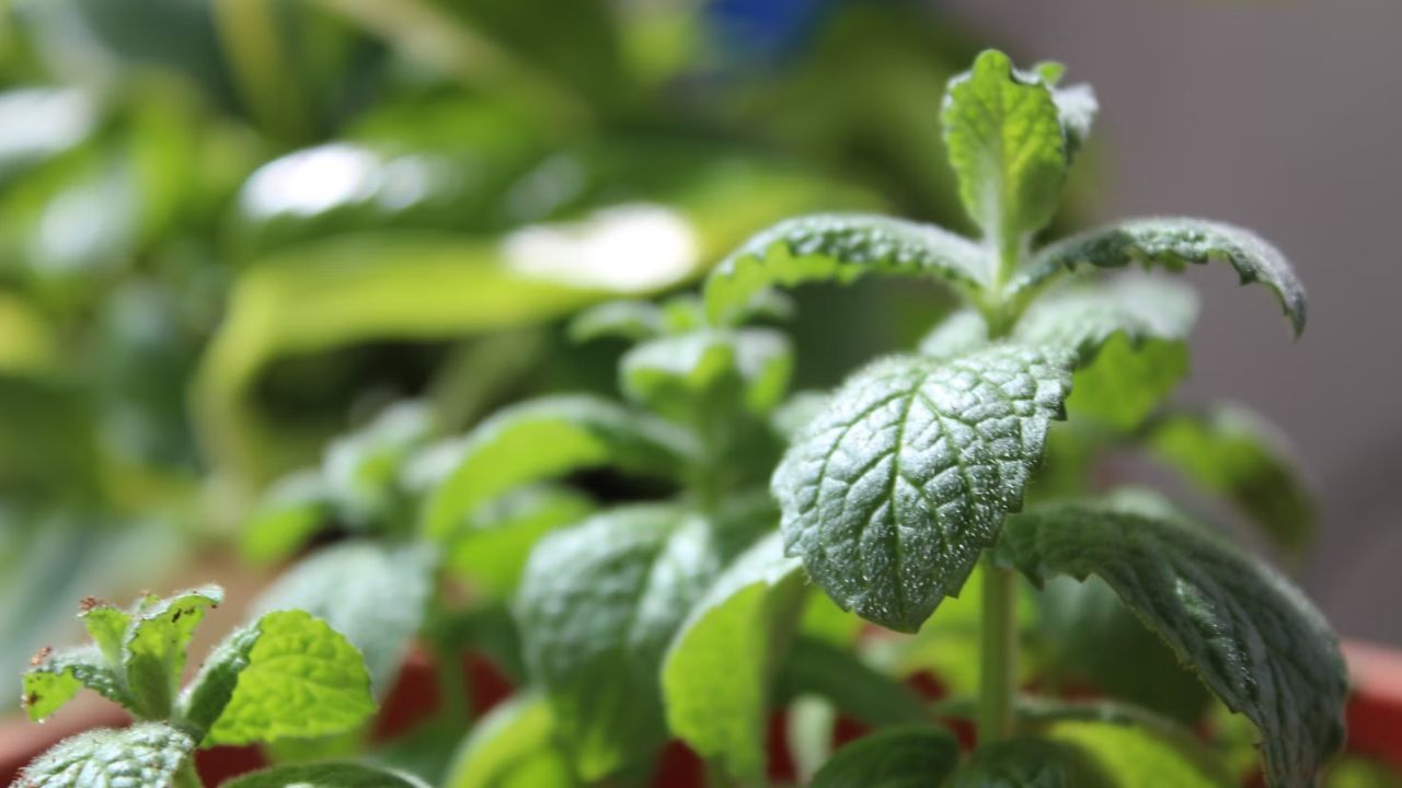 Mint Locations Unsplash