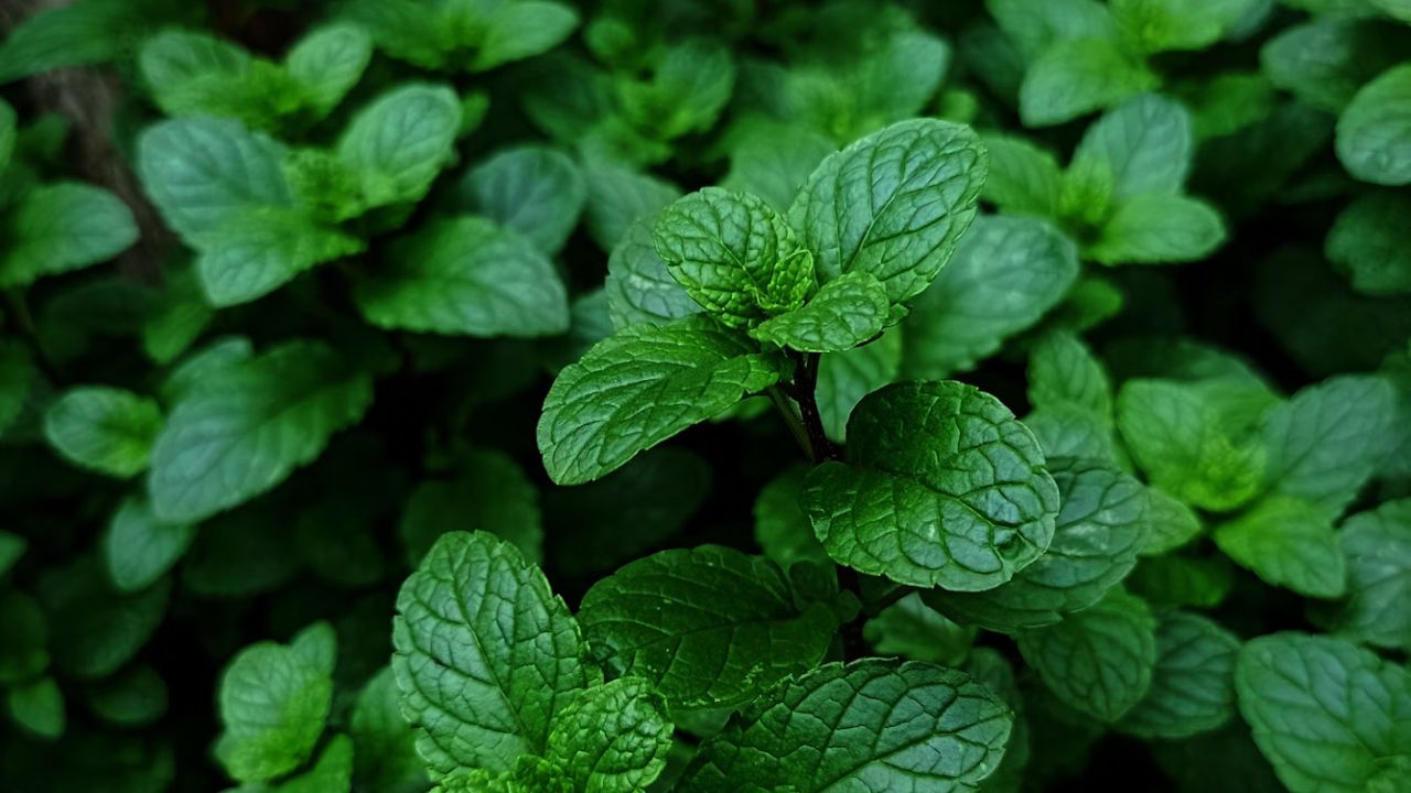 Mint Next Year Unsplash