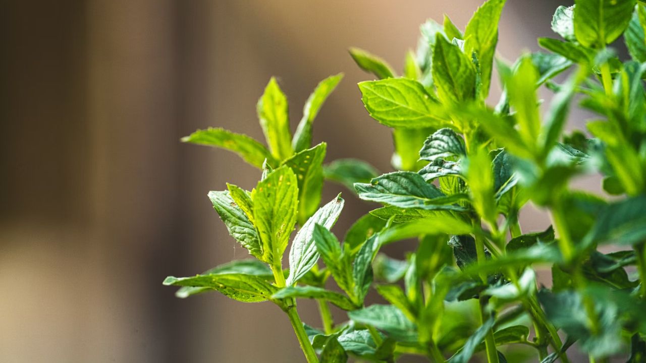 Mint Tending Unsplash