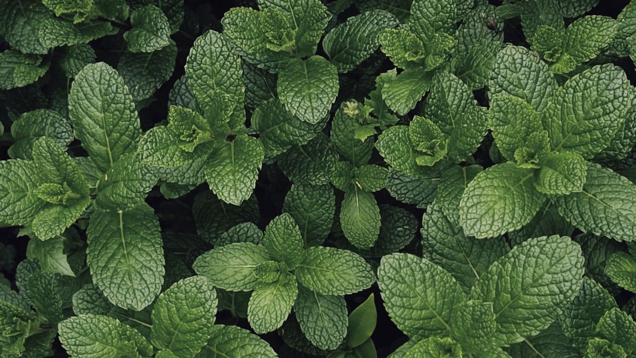 Read More Growing Tips for Chocolate Mint Unsplash
