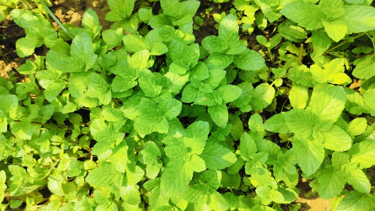 Regrow Mint Unsplash