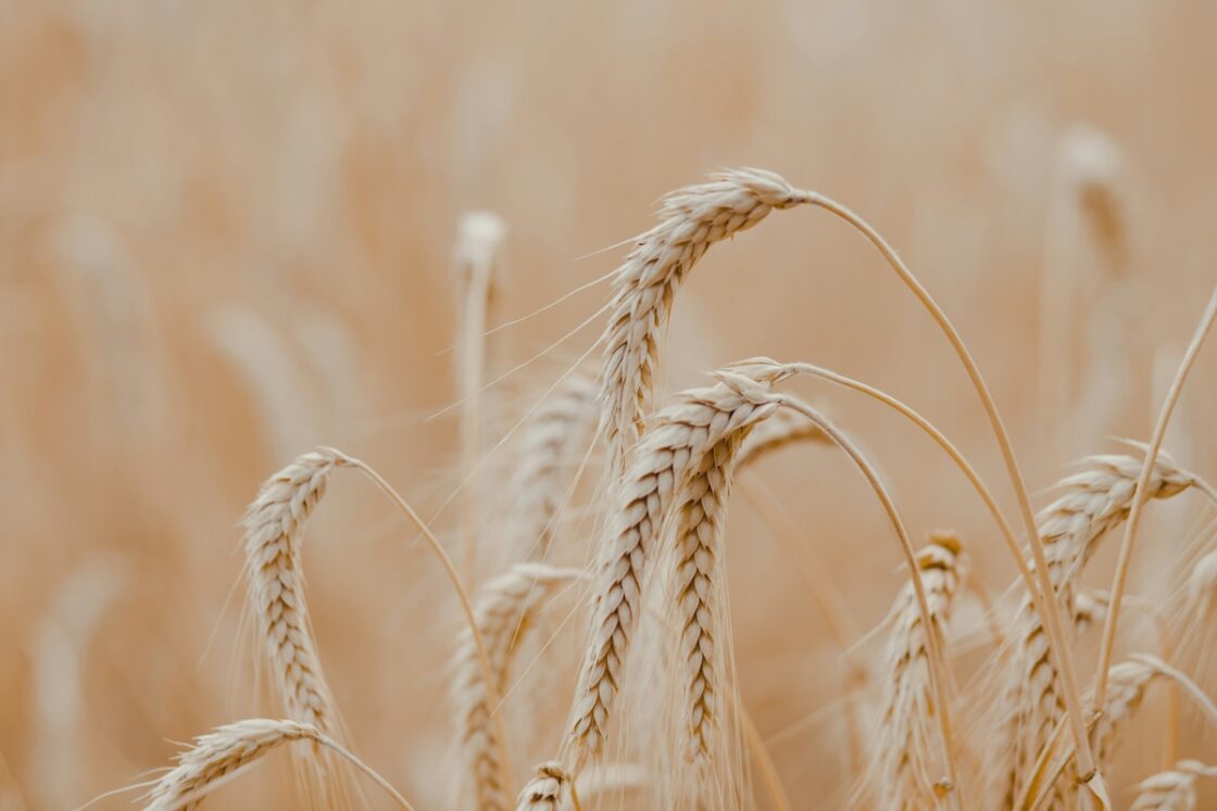 Close-up image of a few wheat plants waving in a field.