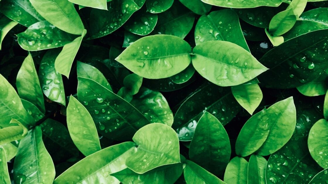 A close-up image of lush green leaves of plants.