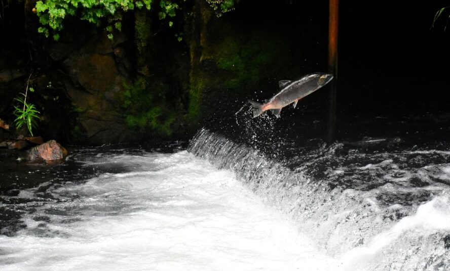 Image of a single salmon jumping upstream in a river.