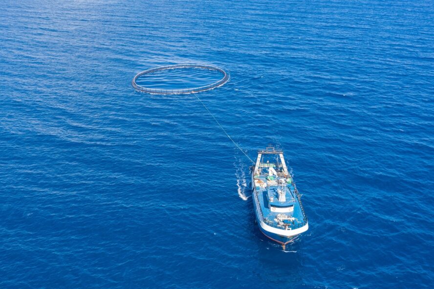 Image of a salmon farm in an open-net system in the ocean.