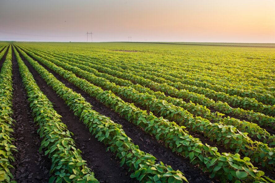Image of a large field of crops from an overhead angle.