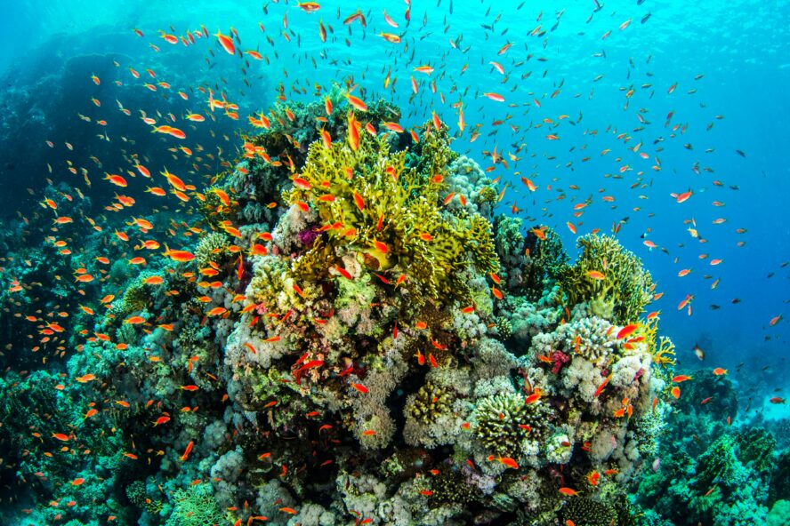 Snorkel in Belize Unsplash