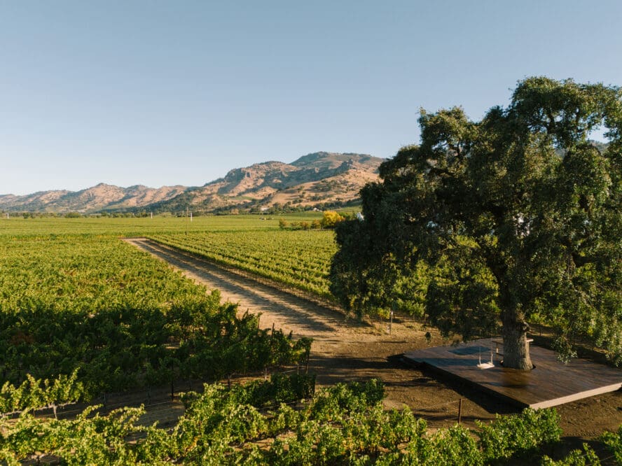 Image of the vineyards at Clos du Val winery, featuring an oak tree.