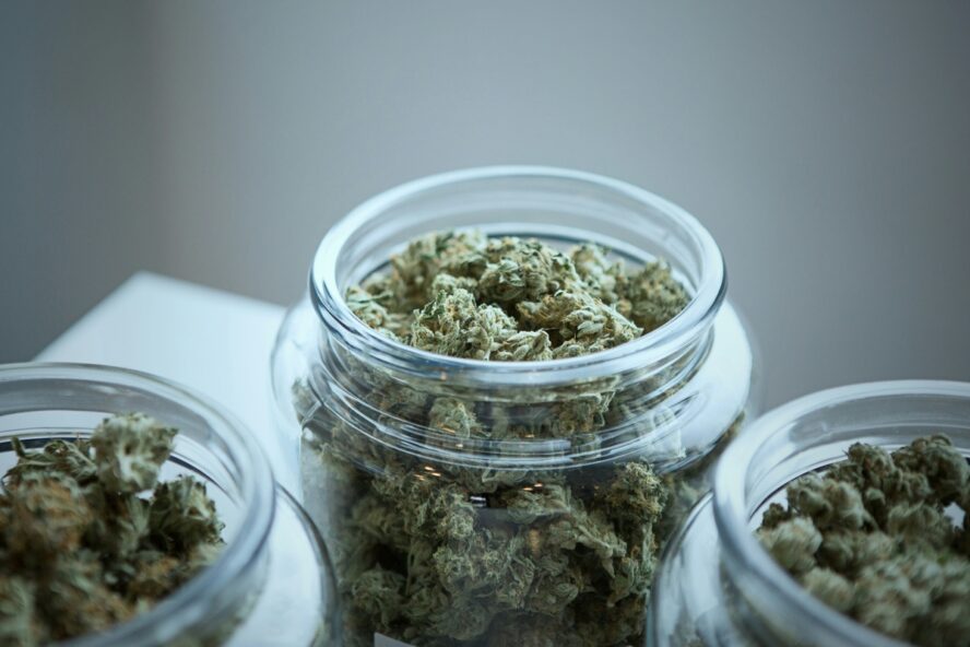 Image of three glass mason jars filled to the brim with buds of cannabis.