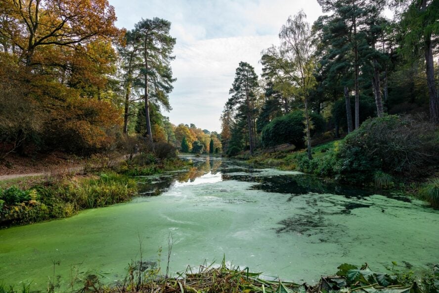 Image of a large lake with slimy green algae growing on its top layer.