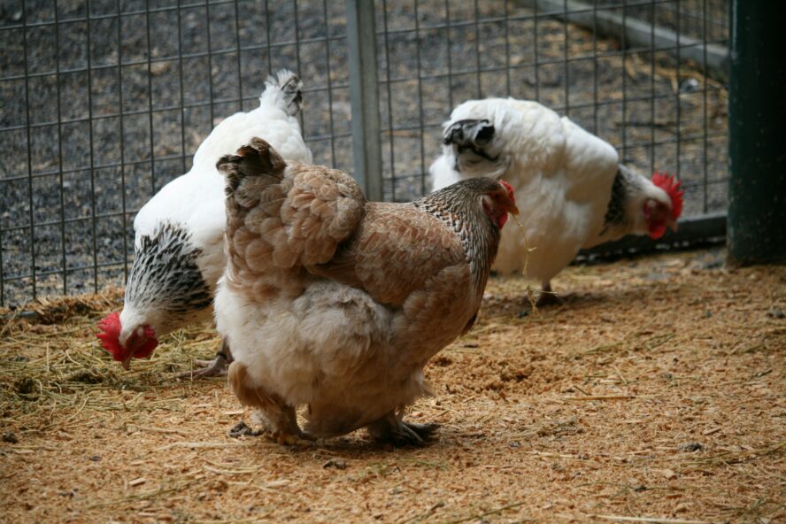 Image of three chickens in an enclosed pen.