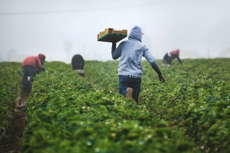 Image of a worker in a field with their back to the camera, wearing a grey hoodie and lifting a box of strawberries.