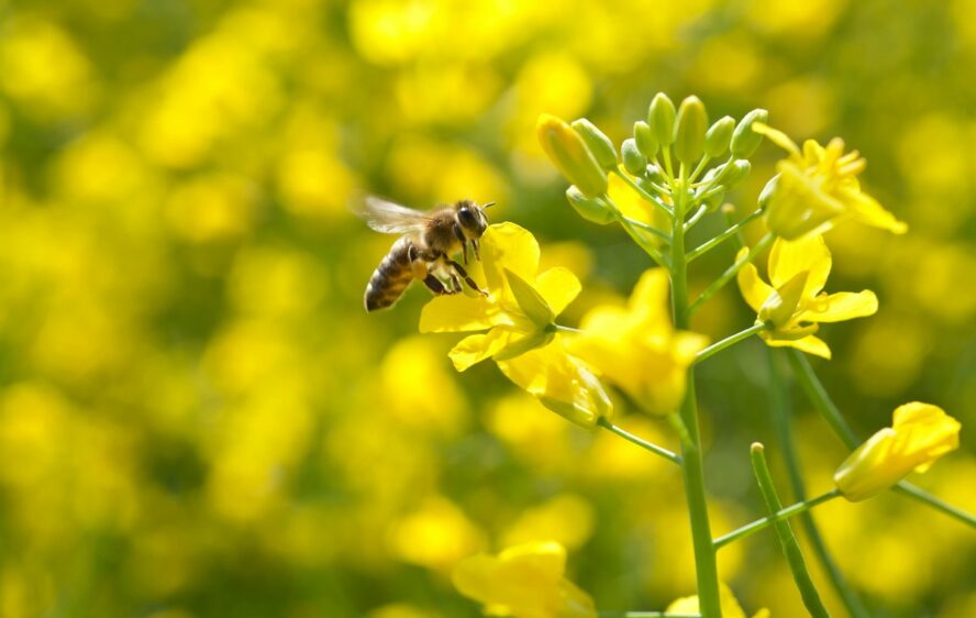 Image of a bee pollinating a yellow flower against a backdrop of a larger field of flowers.