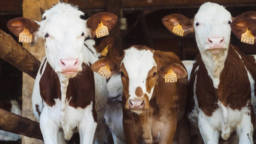Image of a row of brown and white livestock cows looking straight on at the camera.