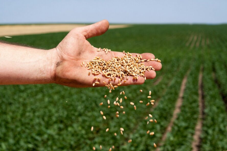 Image of a hand holding freshly harvested wheat grains against the backdrop of a field.