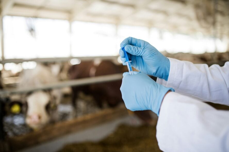 Image of a group of cows in a barn with a pair of gloved hands in the foreground holding a needle and preparing to inject a cow with antibiotics.