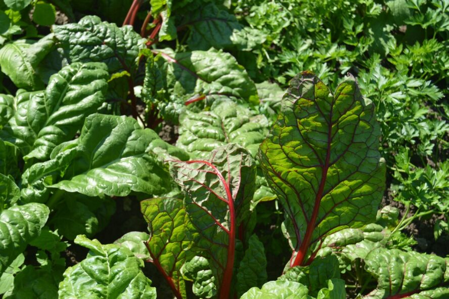 Image of a large field full of thriving swiss chard plants.