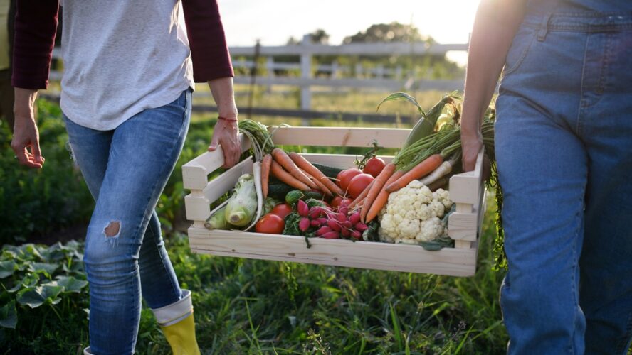 Image of two farmers holding a large crate in between them, filled with fresh produce including carrots, tomatoes, and cauliflower.