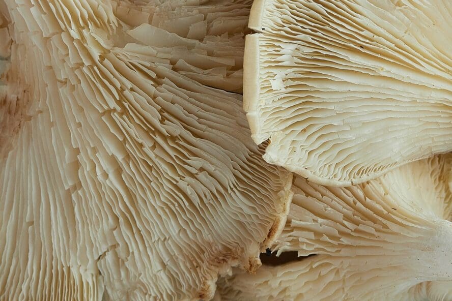 Close-up image of the details inside the caps of lion's mane mushrooms.