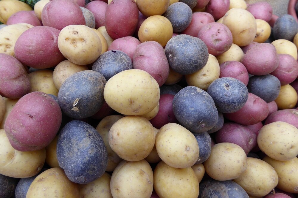 image of purple, red, and gold heirloom potatoes in a pile to use in an easy potato salad recipe