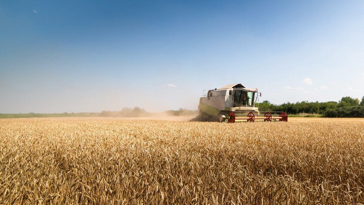 A New Petition Asks General Mills to Commit to Excluding GMO Wheat from Their Products