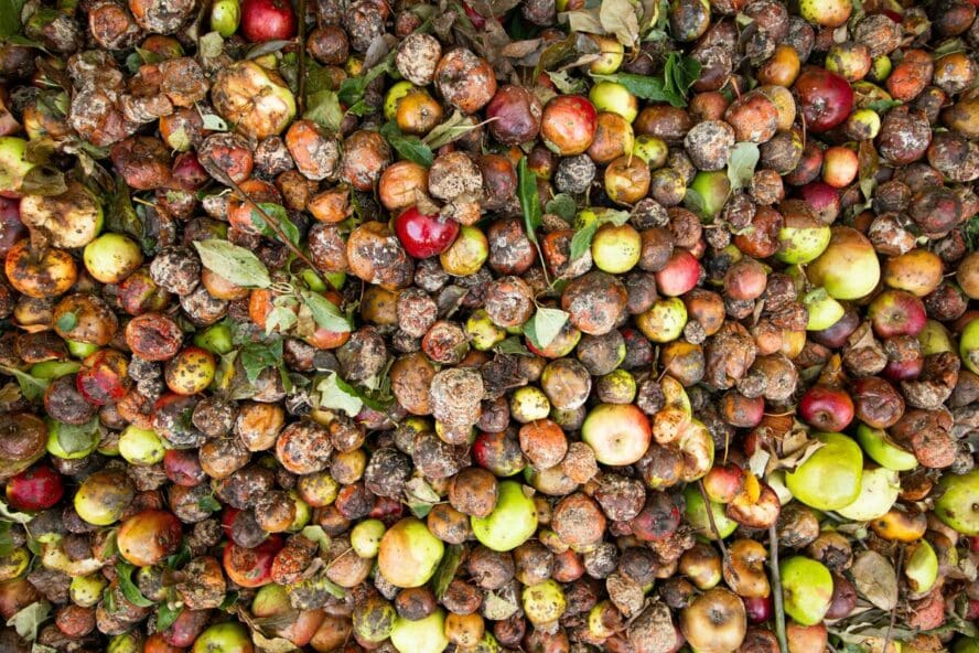 Image of a huge pile of food waste, largely made up of apples in various states of spoilage.