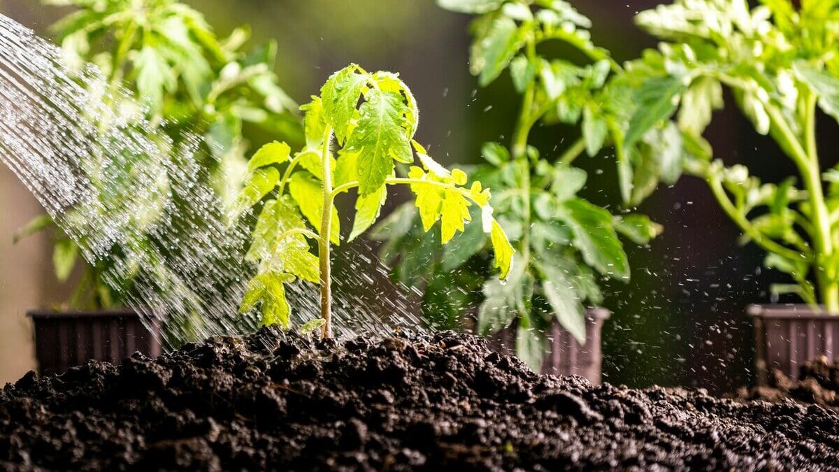 Trump’s EPA Enables Continued Use of PFAS-Contaminated Biosolids Fertilizer