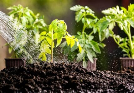 Trump's EPA Enables Continued Use of PFAS-Contaminated Biosolids Fertilizer